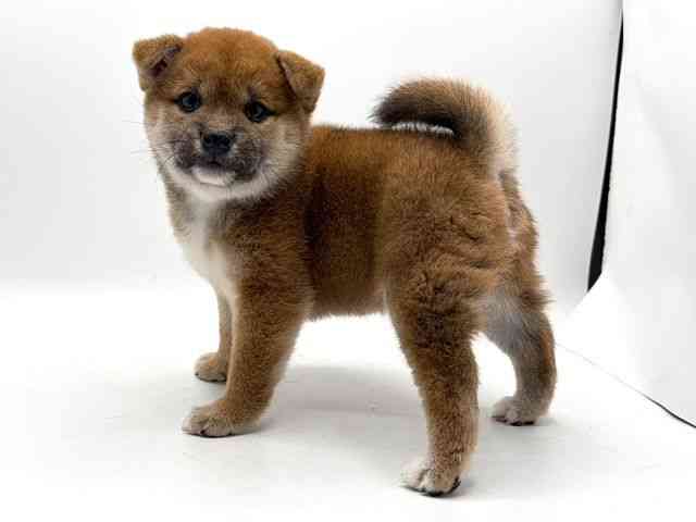 奈良県の柴犬(標準サイズ) (ひごペットフレンドリー田原本店/2025年10月4日生まれ/女の子/赤)の子犬の3枚目の画像