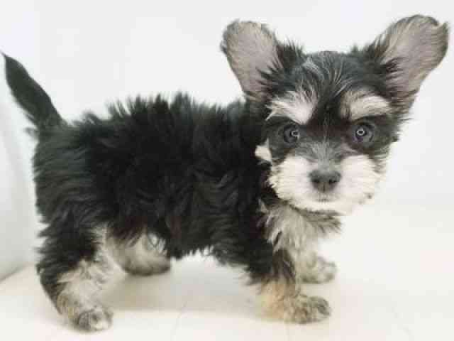 福岡県のマルキー/マルヨーキー(マルチーズ×ヨークシャーテリア) (ひごペットフレンドリーゆめタウン筑紫野店/2025年10月5日生まれ/女の子/ブラッククリーム)の子犬の3枚目の画像