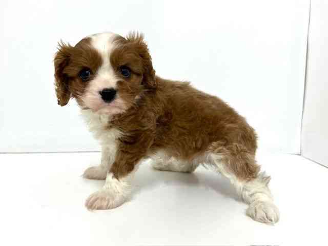 大阪府のキャバリアキングチャールズスパニエル (ひごペットフレンドリーベルファⅡ都島店/2025年10月6日生まれ/男の子/ブレンハイム)の子犬の3枚目の画像