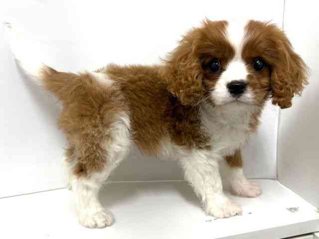 大阪府のキャバリアキングチャールズスパニエル (ひごペットフレンドリーベルファⅡ都島店/2025年10月6日生まれ/男の子/ブレンハイム)の子犬の3枚目の画像