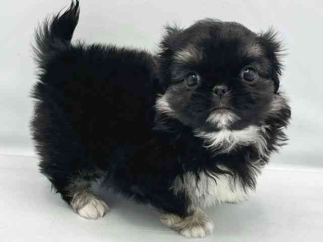 大阪府のペキニーズ (ひごペットフレンドリーイトーヨーカドー津久野店/2025年10月6日生まれ/男の子/ブラックタンホワイト)の子犬の3枚目の画像