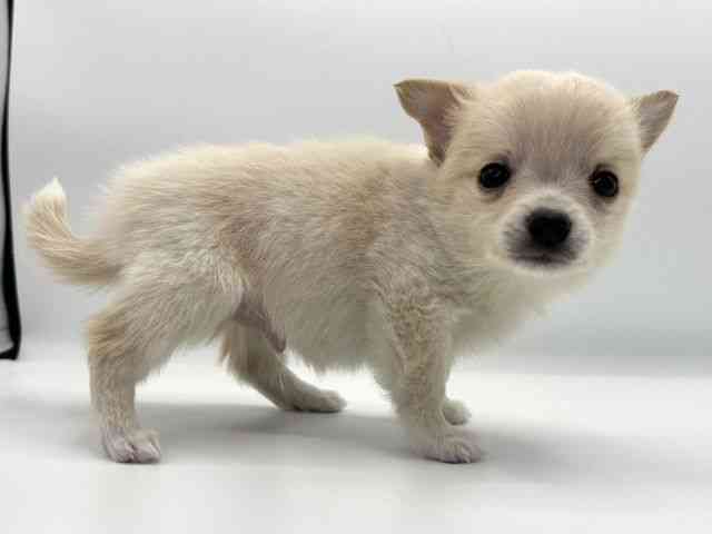 愛知県のハーフ犬・ミックス犬 (ひごペットフレンドリープライムツリー赤池店/2025年10月5日生まれ/男の子/クリーム)の子犬の3枚目の画像