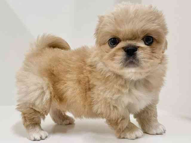 奈良県のペキニーズ (ひごペットフレンドリーイオンモール橿原ウエスト・ビレッジ店/2025年10月1日生まれ/男の子/クリームホワイト)の子犬の3枚目の画像