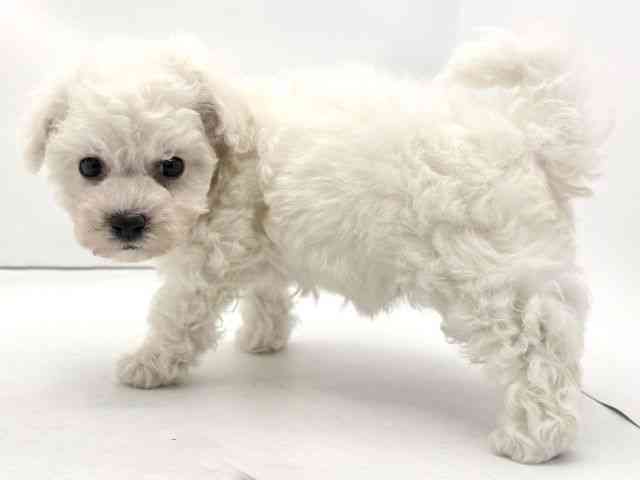 兵庫県のビションフリーゼ (ひごペットフレンドリークラウンパーク伊丹店/2025年10月5日生まれ/男の子/ホワイト)の子犬の3枚目の画像