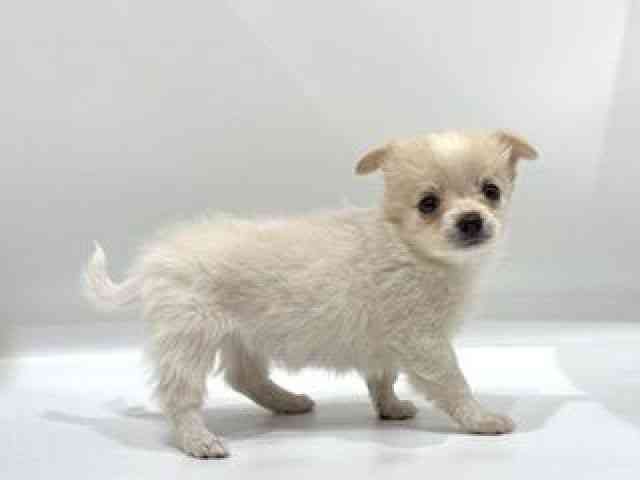 愛知県のハーフ犬・ミックス犬 (ひごペットフレンドリーヴィアモール アピタ江南西店/2025年10月5日生まれ/女の子/クリーム)の子犬の3枚目の画像