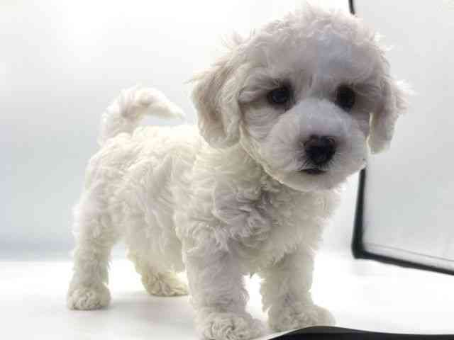 愛知県のビションフリーゼ (ひごペットフレンドリープライムツリー赤池店/2025年10月2日生まれ/男の子/ホワイト)の子犬の3枚目の画像