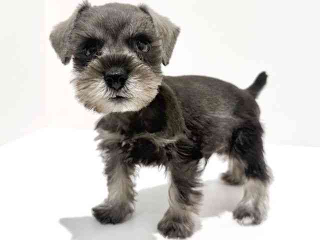 大阪府のミニチュアシュナウザー (ひごペットフレンドリーイオン高槻店/2025年9月30日生まれ/男の子/ソルトペッパー)の子犬の3枚目の画像