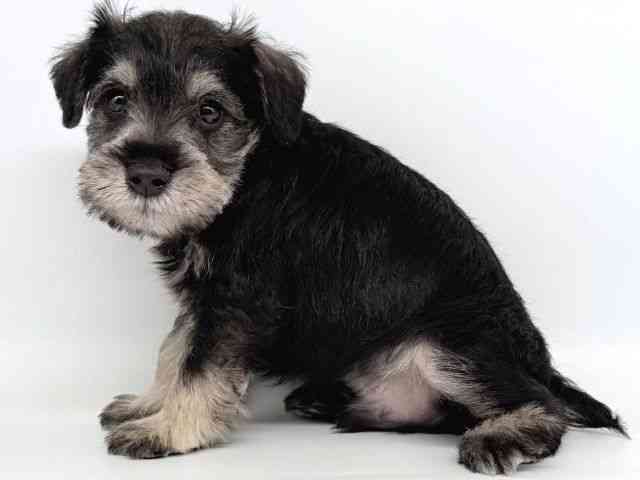 大阪府のミニチュアシュナウザー (ひごペットフレンドリー瓜破店/2025年10月5日生まれ/男の子/ソルトペッパー)の子犬の3枚目の画像