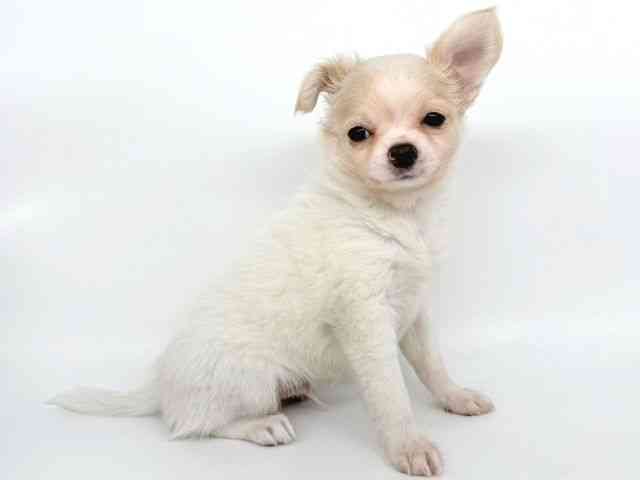 大阪府のチワワ(ロング) (ひごペットフレンドリー瓜破店/2025年10月5日生まれ/男の子/ホワイトクリーム)の子犬の3枚目の画像