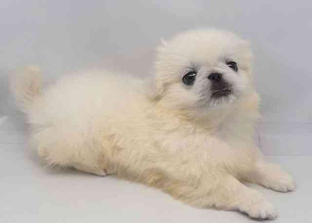 鳥取県のペキニーズ (ひごペットフレンドリーイオンモール鳥取北店/2025年10月7日生まれ/男の子/ホワイト)の子犬の3枚目の画像