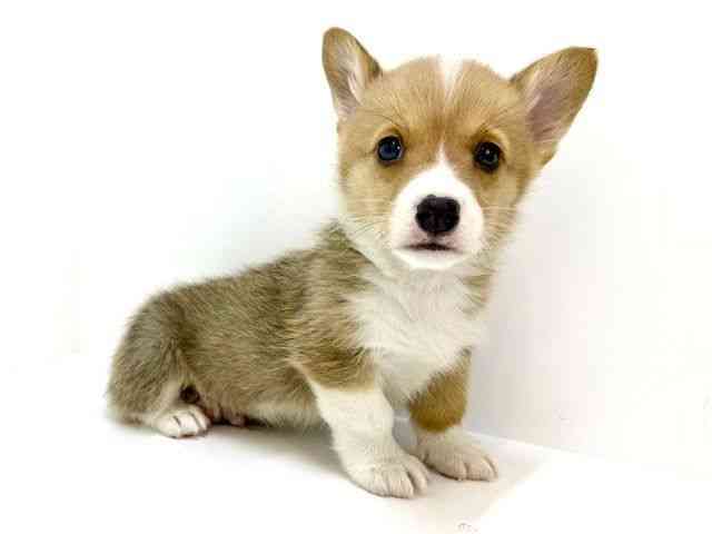 大阪府のウェルシュコーギーペンブローク (ひごペットフレンドリーいこらもーる泉佐野店/2025年10月1日生まれ/男の子/レッドホワイト)の子犬の3枚目の画像