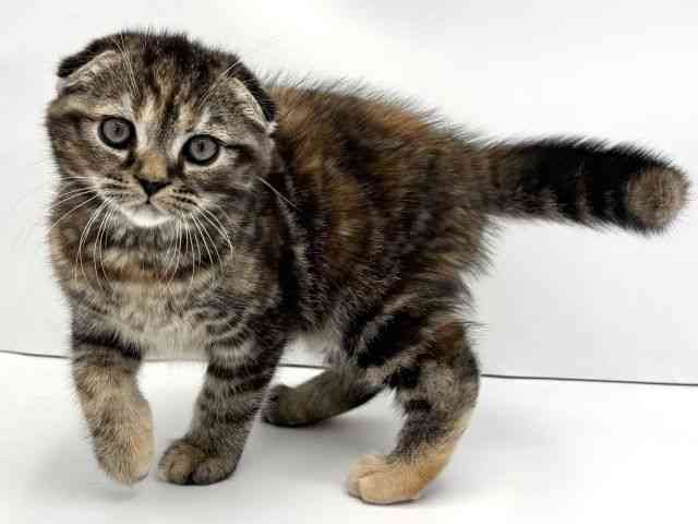 兵庫県のスコティッシュフォールド (ひごペットフレンドリークラウンパーク伊丹店/2025年10月6日生まれ/女の子/ブラウンパッチドタビー)の子猫の3枚目の画像