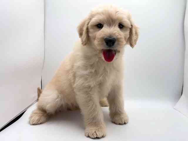 奈良県のゴールデンドゥードゥル(ゴールデン×プードル) (ひごペットフレンドリー田原本店/2025年10月2日生まれ/男の子/クリーム)の子犬の3枚目の画像