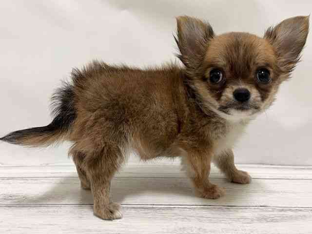 和歌山県のチワワ(ロング) (ひごペットフレンドリーパームシティ和歌山店/2025年10月4日生まれ/女の子/フォーン)の子犬の3枚目の画像