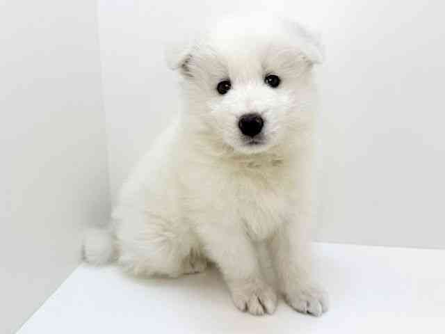 大阪府のサモエド (ひごペットフレンドリーいこらもーる泉佐野店/2025年10月6日生まれ/男の子/ホワイト)の子犬の3枚目の画像