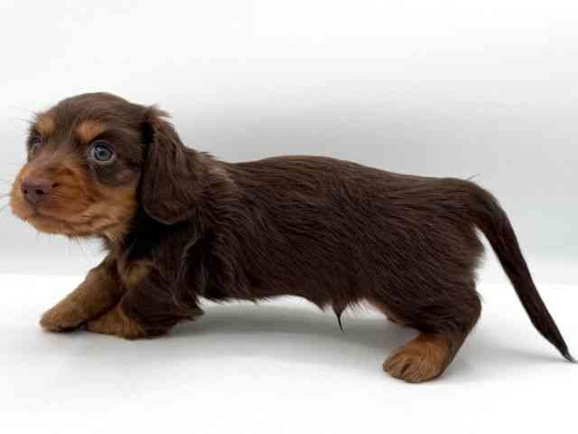 大阪府のカニンヘンダックスフンド(ロング) (ひごペットフレンドリーイオンそよら海老江店/2025年10月7日生まれ/男の子/チョコレートタン)の子犬の3枚目の画像