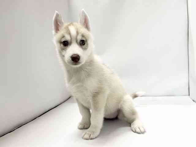 愛媛県のシベリアンハスキー (ひごペットフレンドリーイオンモール今治新都市店/2025年10月6日生まれ/女の子/レッドホワイト)の子犬の3枚目の画像