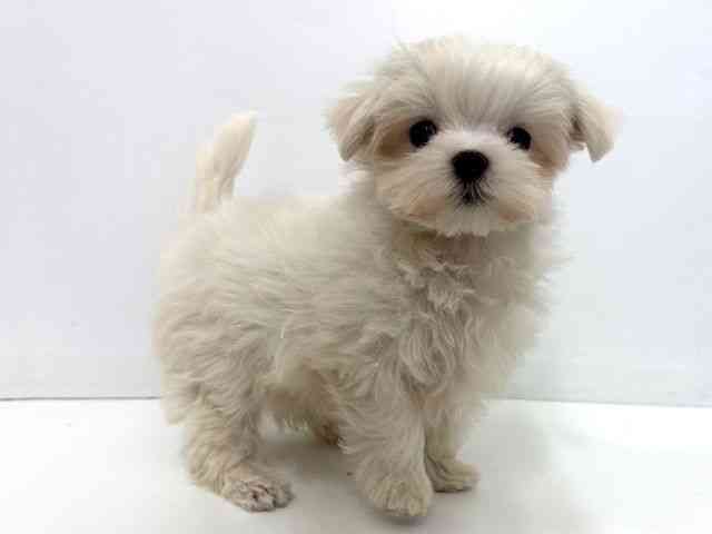 大阪府のマルチーズ (ひごペットフレンドリーベルファⅡ都島店/2025年10月7日生まれ/男の子/ホワイト)の子犬の3枚目の画像