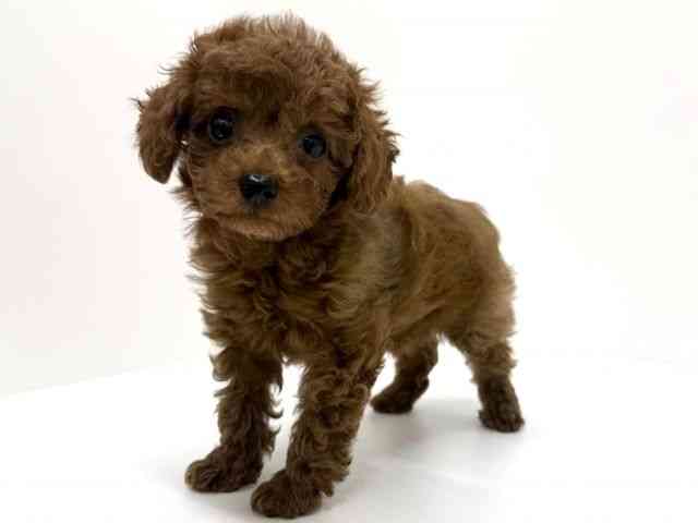 大阪府のトイプードル(トイ) (ひごペットフレンドリーくずはモール店/2025年10月8日生まれ/女の子/レッド)の子犬の3枚目の画像