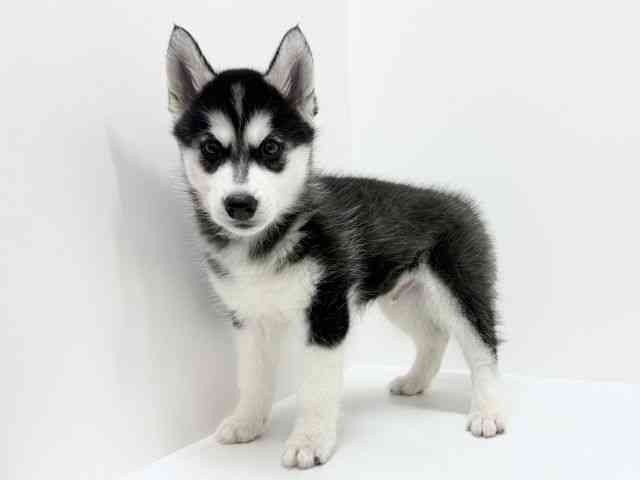 大阪府のシベリアンハスキー (ひごペットフレンドリーくずはモール店/2025年10月7日生まれ/男の子/ブラックホワイト)の子犬の3枚目の画像