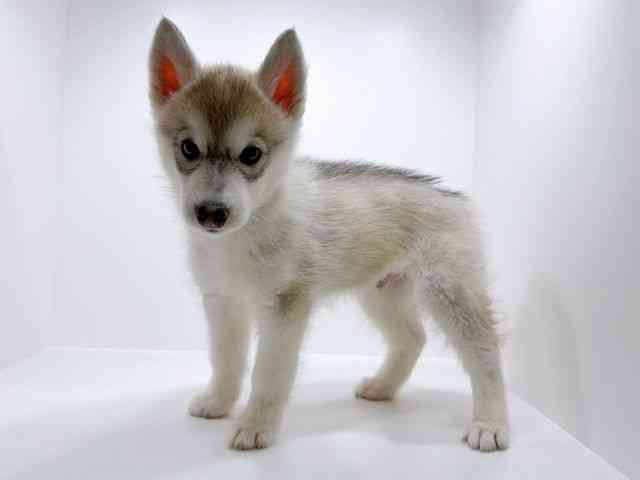 広島県のシベリアンハスキー (ひごペットフレンドリーフジグラン神辺店/2025年10月7日生まれ/男の子/シルバーホワイト)の子犬の3枚目の画像