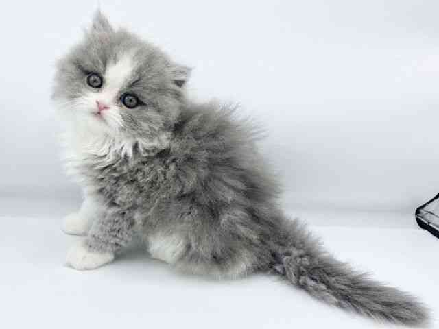 大阪府のブリティッシュロングヘアー (ひごペットフレンドリーららぽーとEXPOCITY店/2025年10月8日生まれ/女の子/ブルーホワイト)の子猫の3枚目の画像