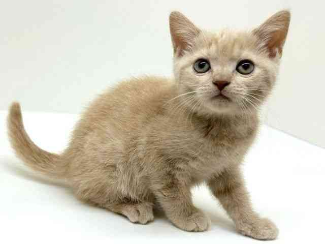 兵庫県のマンチカン (ひごペットフレンドリーブルメールHAT神戸店/2025年10月6日生まれ/男の子/クリーム)の子猫の3枚目の画像