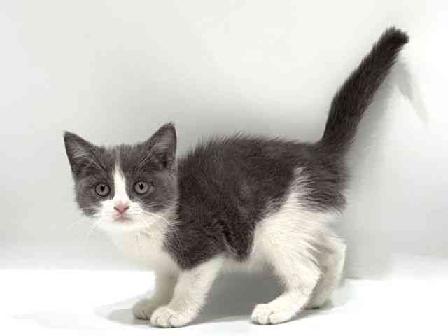 愛知県のマンチカン (ひごペットフレンドリーヴィアモール アピタ江南西店/2025年10月6日生まれ/女の子/ブルーホワイト)の子猫の3枚目の画像