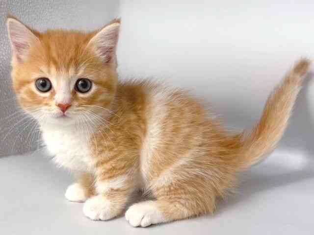 大阪府のミヌエット (ひごペットフレンドリー岸和田店/2025年10月7日生まれ/男の子/レッドタビーホワイト)の子猫の3枚目の画像