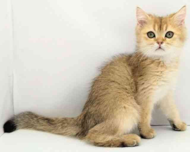 兵庫県のブリティッシュショートヘアー (ひごペットフレンドリークラウンパーク伊丹店/2025年10月8日生まれ/男の子/シェーデットゴールデン)の子猫の3枚目の画像