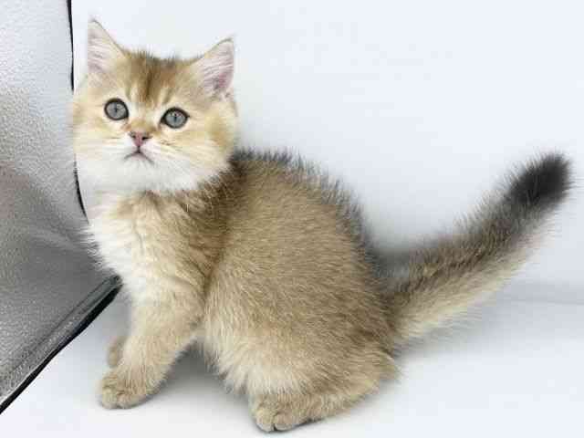 大阪府のブリティッシュショートヘアー (ひごペットフレンドリーららぽーとEXPOCITY店/2025年10月8日生まれ/男の子/シェーデットゴールデン)の子猫の3枚目の画像