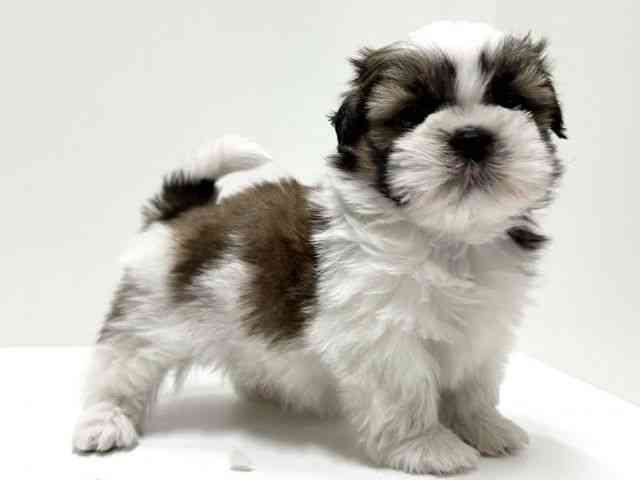 愛知県のシーズー (ひごペットフレンドリーららぽーと名古屋みなとアクルス店/2025年10月5日生まれ/女の子/ゴールドホワイト)の子犬の3枚目の画像