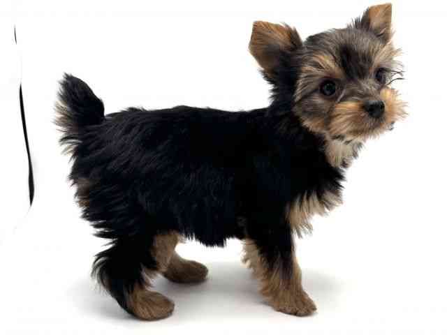 大阪府のヨークシャーテリア (ひごペットフレンドリーみのおキューズモール店/2025年10月5日生まれ/女の子/スチールブルータン)の子犬の3枚目の画像