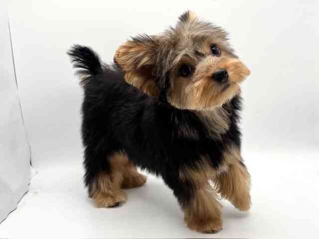 大阪府のヨークシャーテリア (ひごペットフレンドリーみのおキューズモール店/2025年10月5日生まれ/女の子/スチールブルータン)の子犬の3枚目の画像