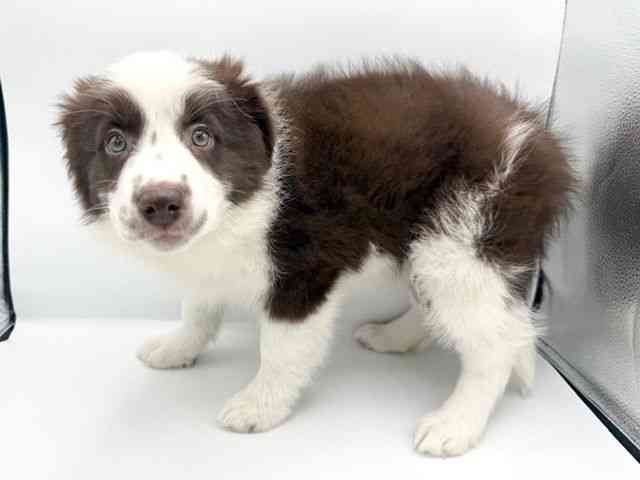 大阪府のボーダーコリー (ひごペットフレンドリーららぽーとEXPOCITY店/2025年10月2日生まれ/女の子/チョコレートホワイト)の子犬の3枚目の画像
