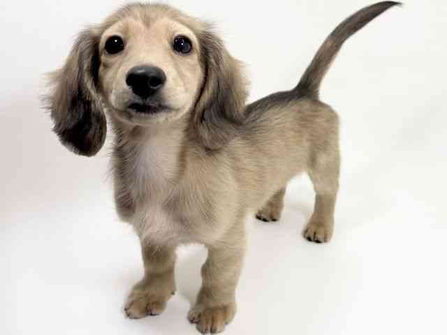 京都府のミニチュアダックスフンド(ロング) (ひごペットフレンドリーイズミヤショッピングセンター八幡店/2025年10月7日生まれ/女の子/シェーデットイエロー)の子犬の3枚目の画像