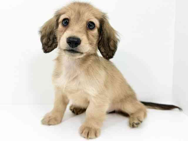 京都府のミニチュアダックスフンド(ロング) (ひごペットフレンドリーイズミヤショッピングセンター八幡店/2025年10月7日生まれ/女の子/シェーデットイエロー)の子犬の3枚目の画像