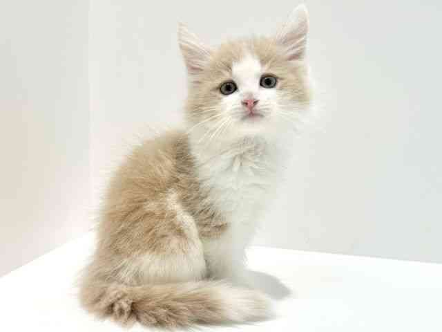 大阪府のノルウェージャンフォレストキャット (ひごペットフレンドリーイオン高槻店/2025年9月29日生まれ/男の子/クリームタビーホワイト)の子猫の3枚目の画像