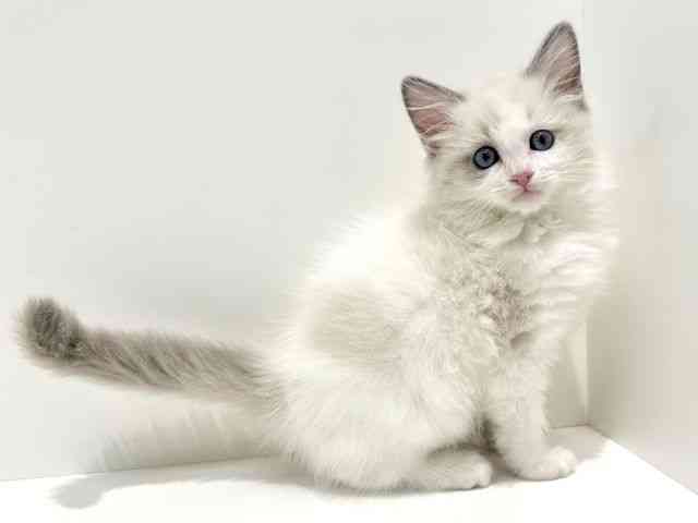 大阪府のラグドール (ひごペットフレンドリーイオン高槻店/2025年10月1日生まれ/女の子/ブルーポイントバイカラー)の子猫の3枚目の画像