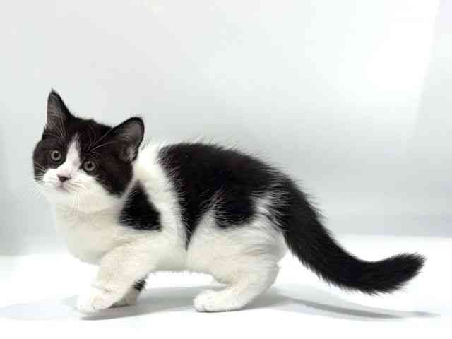 愛知県のスコティッシュフォールド (ひごペットフレンドリーヴィアモール アピタ江南西店/2025年10月7日生まれ/男の子/ブラックホワイト)の子猫の3枚目の画像