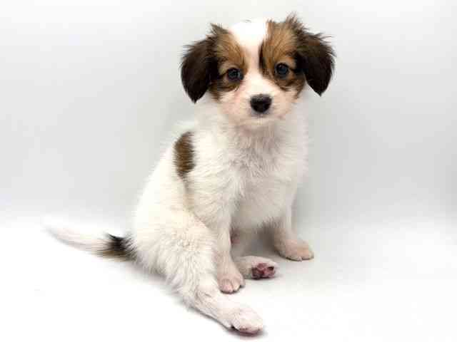 奈良県のパピヨン (ひごペットフレンドリー田原本店/2025年10月8日生まれ/男の子/ホワイトブラウン)の子犬の3枚目の画像