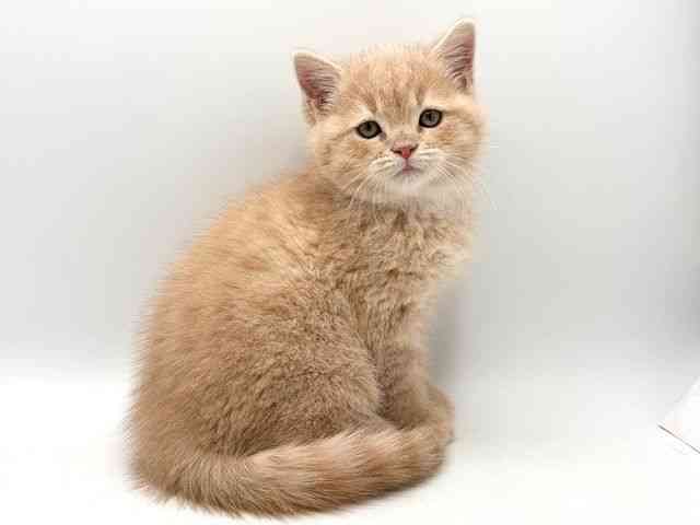 奈良県のスコティッシュフォールド (ひごペットフレンドリー田原本店/2025年10月8日生まれ/男の子/クリームタビー)の子猫の3枚目の画像