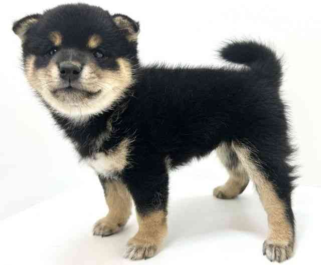 大阪府の柴犬(標準サイズ) (ひごペットフレンドリーいこらもーる泉佐野店/2025年10月8日生まれ/男の子/黒)の子犬の3枚目の画像