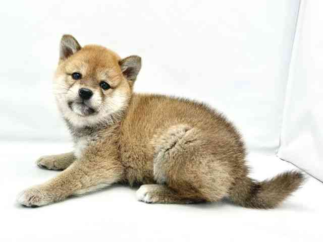 大阪府の柴犬(標準サイズ) (ひごペットフレンドリーイトーヨーカドー津久野店/2025年10月8日生まれ/男の子/赤)の子犬の3枚目の画像