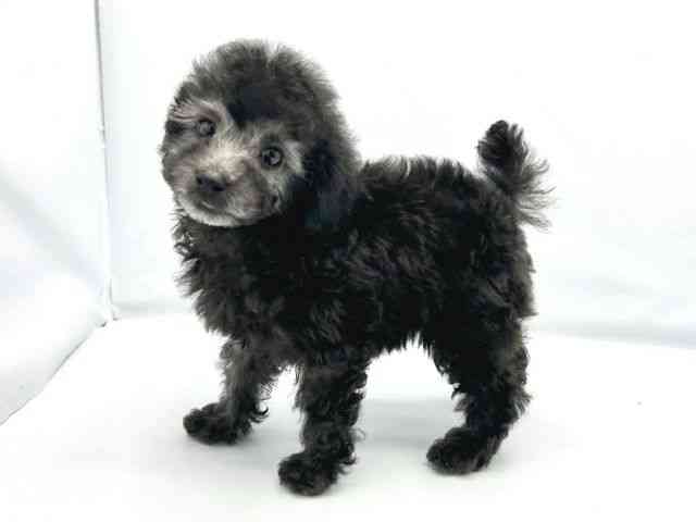 大阪府のトイプードル(トイ) (ひごペットフレンドリーイトーヨーカドー津久野店/2025年10月6日生まれ/男の子/グレー)の子犬の3枚目の画像