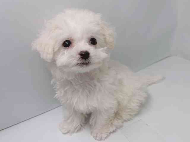 京都府のビションフリーゼ (ひごペットフレンドリー洛北阪急スクエア店/2025年10月5日生まれ/女の子/ホワイト)の子犬の3枚目の画像