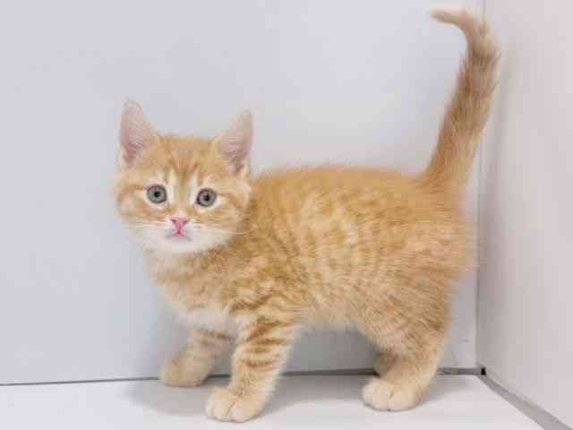 大阪府のマンチカン (ひごペットフレンドリーイズミヤショッピングセンター千里丘店/2025年10月9日生まれ/男の子/レッドタビー)の子猫の3枚目の画像