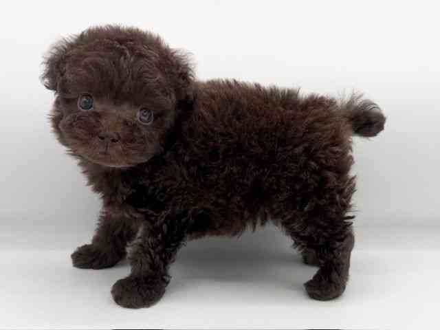 大阪府のトイプードル(トイ) (ひごペットフレンドリーららぽーとEXPOCITY店/2025年10月9日生まれ/男の子/ブラウン)の子犬の3枚目の画像