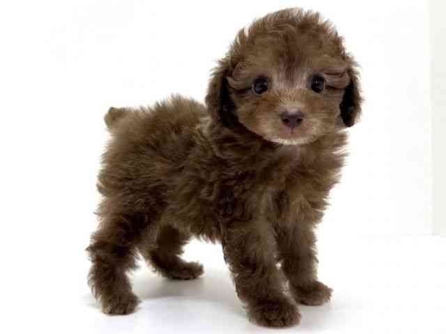 大阪府のトイプードル(トイ) (ひごペットフレンドリーくずはモール店/2025年10月9日生まれ/男の子/シルバーベージュ)の子犬の3枚目の画像