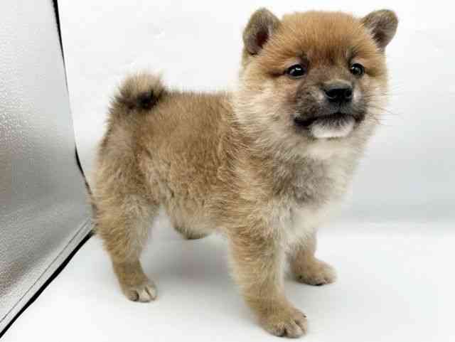 奈良県の柴犬(標準サイズ) (ひごペットフレンドリートナリエ大和高田店/2025年10月8日生まれ/男の子/赤)の子犬の3枚目の画像